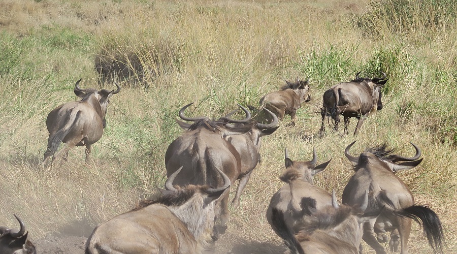 Explore the Wonders of a Full-Day Ngorongoro Crater Safari